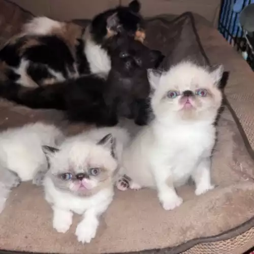 Persian Cat For Sale in New Tredegar, Gwent, Wales