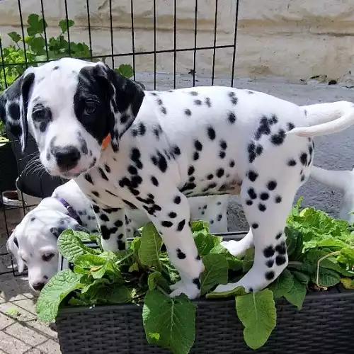 Dalmatian Dog For Sale in London, Greater London, England