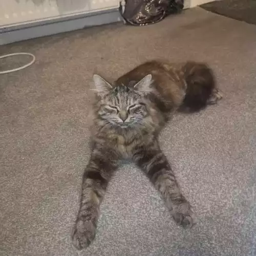 Maine Coon Cat For Sale in Chesterfield, Derbyshire, England