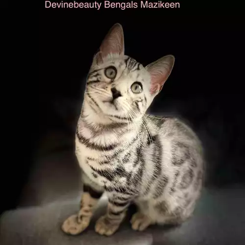 Bengal Cat For Sale in Ward End, West Midlands