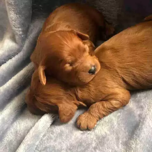 Cavapoo Dog For Sale in Stafford, Staffordshire