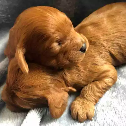 Cavapoo Dog For Sale in Stafford, Staffordshire