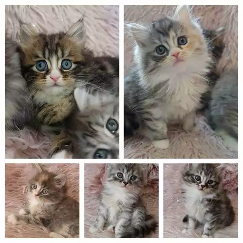 Persian Cat For Sale in Worksop, Nottinghamshire