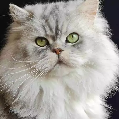 Persian Cat For Sale in Worksop, Nottinghamshire