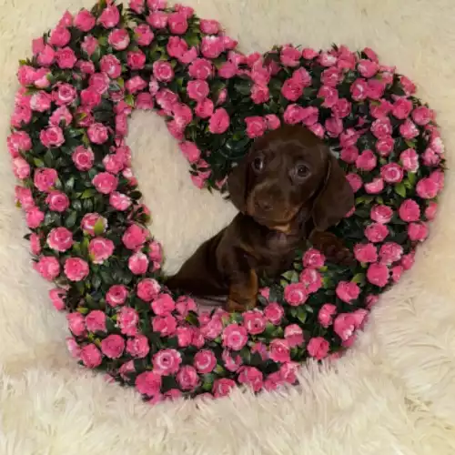 Miniature Dachshund Dog For Sale in Gloucester, Gloucestershire, England