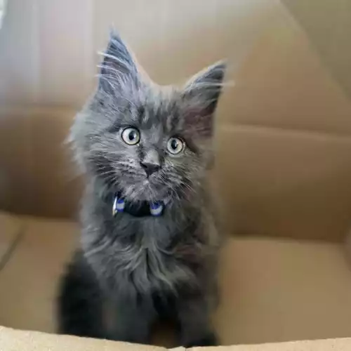 Maine Coon Cat For Sale in Boston, Lincolnshire