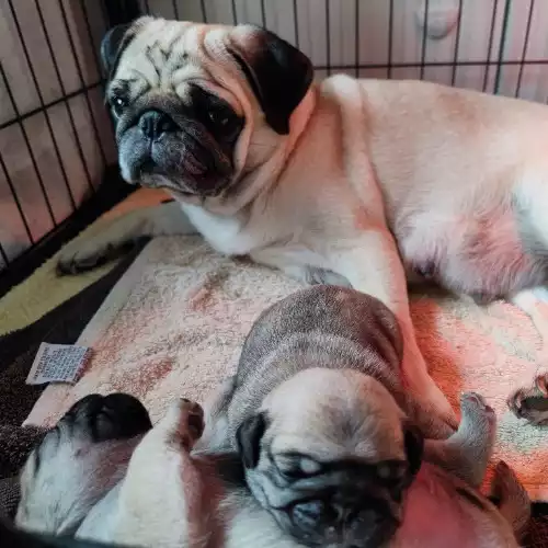 Pug Dog For Sale in Staines-upon-Thames, Surrey, England