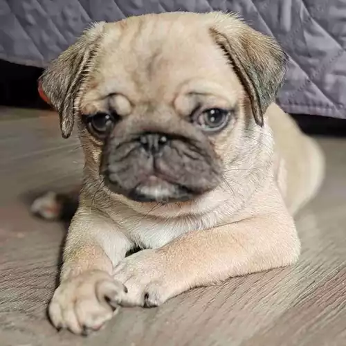Pug Dog For Sale in Staines-upon-Thames, Surrey, England