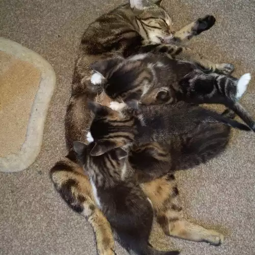 Bengal Cat For Sale in Manchester, Greater Manchester, England