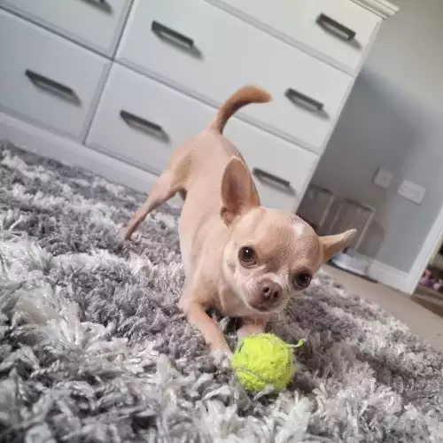 Chihuahua dogs for stud in London