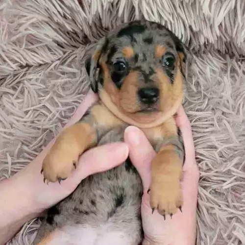 Dachshund Dog For Sale in Leicester, Leicestershire