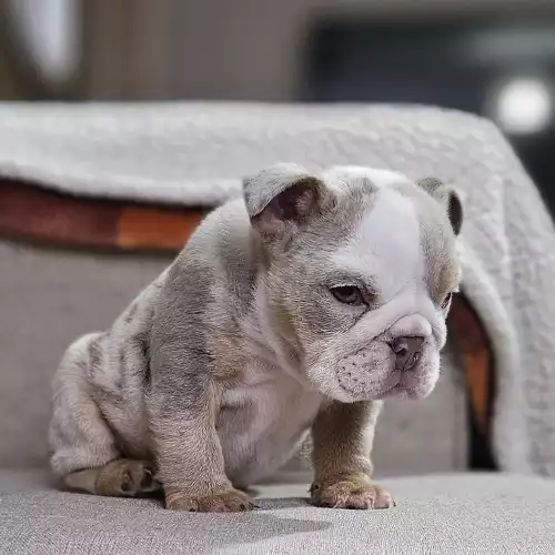 English Bulldog Dog For Sale in Widnes, Cheshire, England