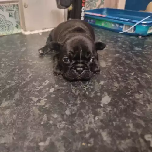 French Bulldog Dog For Sale in Leeds, West Yorkshire, England