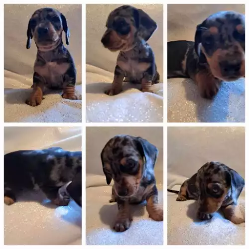 Dachshund Dog For Sale in Stoke-upon-Trent, Staffordshire, England