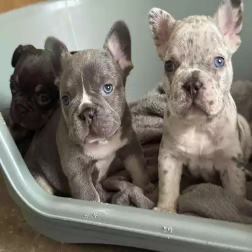 French Bulldog Dog For Sale in North Hykeham, Lincolnshire, England