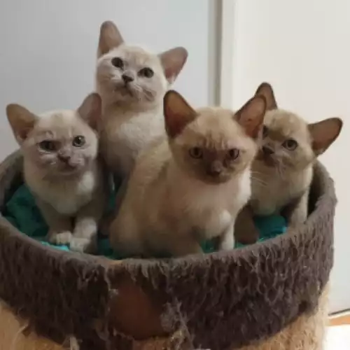 Burmese Cat For Sale in Enfield Town, Greater London, England