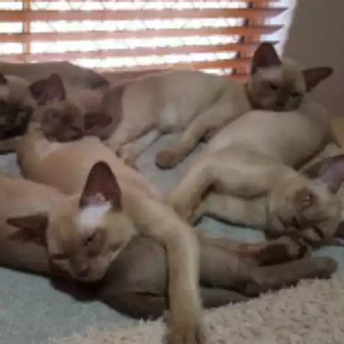 Burmese Cat For Sale in Enfield Town, Greater London, England