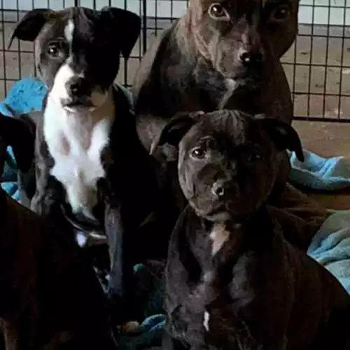 Staffordshire Bull Terrier Dog For Sale in Larne, County Antrim