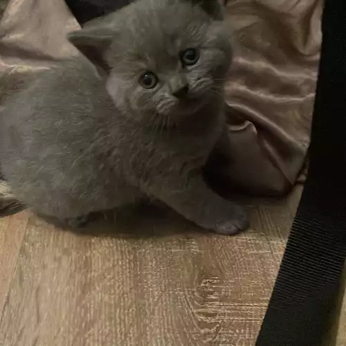 British Shorthair Cat For Sale in Chingford Hatch, Greater London, England