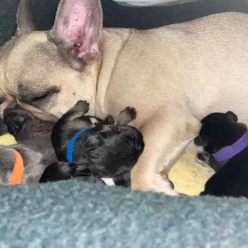 French Bulldog Dog For Sale in Lincoln, Lincolnshire, England