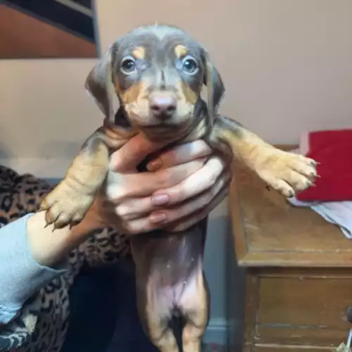 Dachshund Dog For Sale in Bristol, Bristol, England