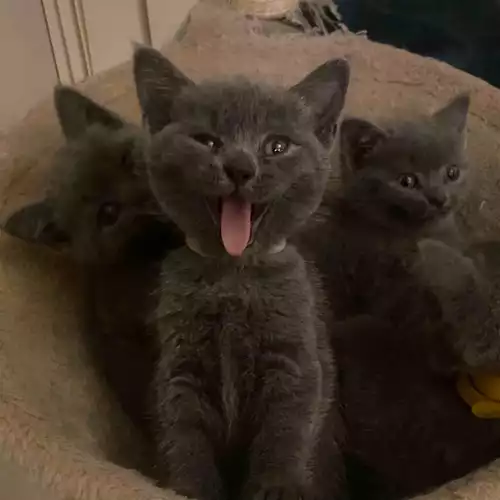 British Shorthair Cat For Sale in London, Greater London