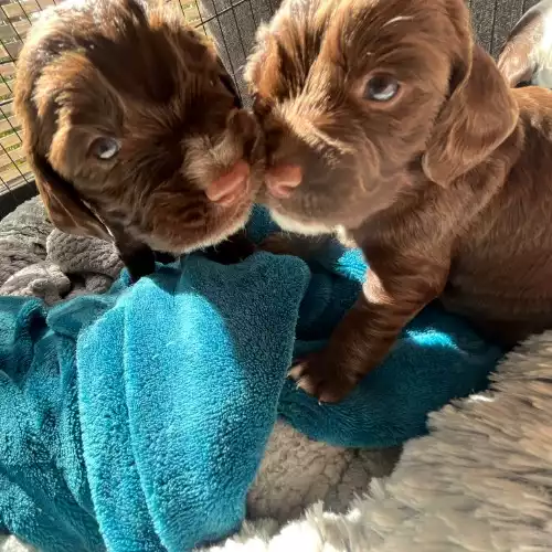 Cocker Spaniel Dog For Sale in Knutsford, Cheshire, England