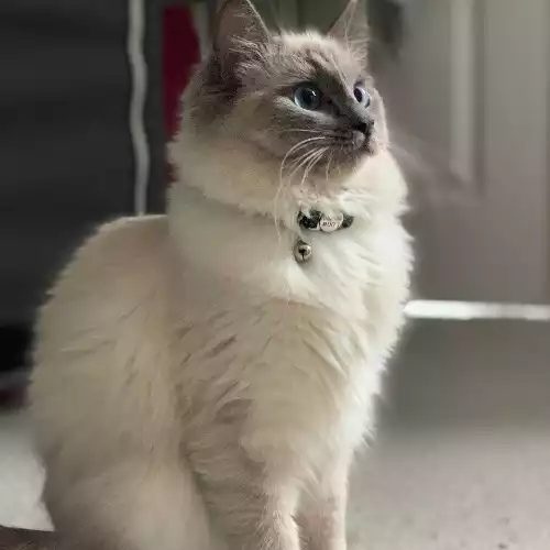 Ragdoll Cat For Adoption in Birmingham, West Midlands, England