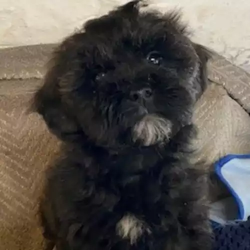 Shihpoo Dog For Sale in Blaenffos, Dyfed, Wales