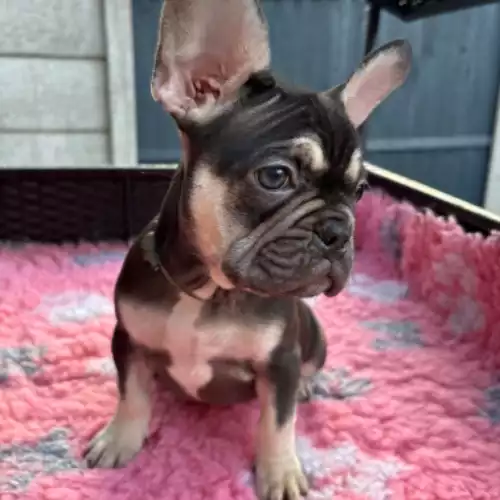 French Bulldog Dog For Sale in Stoke-on-Trent, Staffordshire, England