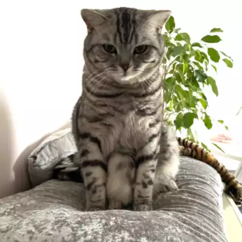British Shorthair Cat For Adoption in Bristol, Bristol