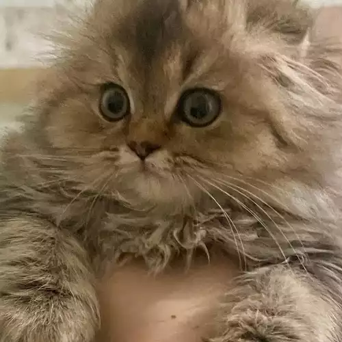 Scottish Fold Cat For Sale in Manchester, Greater Manchester, England