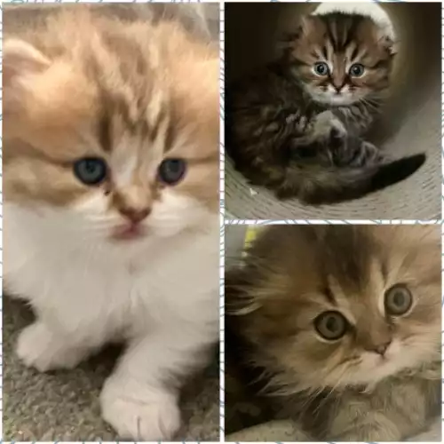 British Longhair Cat For Sale in Manchester, Greater Manchester, England