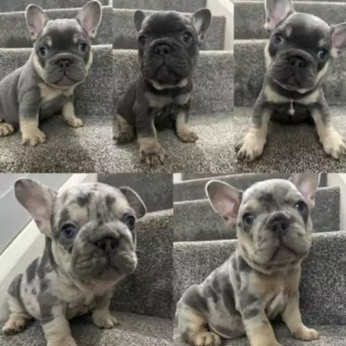 French Bulldog Dog For Sale in Wantage, Oxfordshire, England