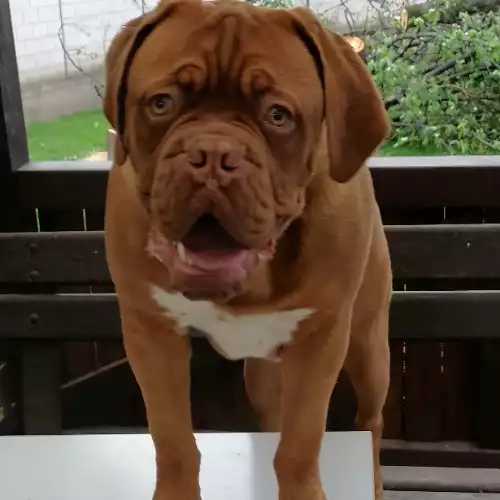 Dogue De Bordeaux Dog For Adoption in Perth, Perth and Kinross, Scotland