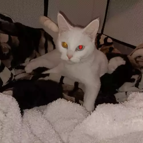 Turkish Angora Cat For Sale in Rugby, Warwickshire, England