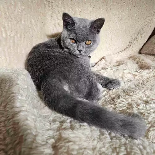British Shorthair Cat For Adoption in London, Greater London