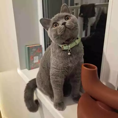 British Shorthair Cat For Adoption in London, Greater London
