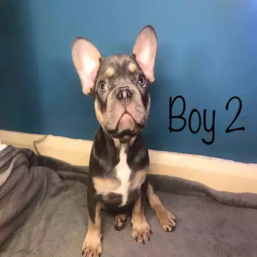 French Bulldog Dog For Sale in Wakefield, West Yorkshire