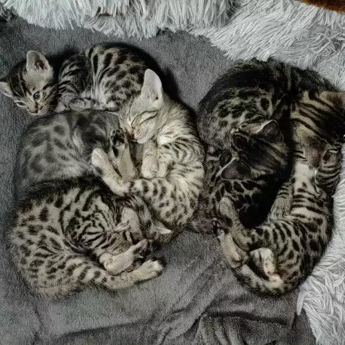 Bengal Cat For Sale in Crawley Down, West Sussex, England