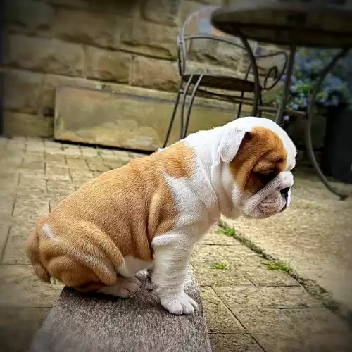 English Bulldog Dog For Sale in Huddersfield, West Yorkshire, England