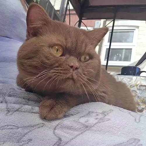 British Shorthair Cat For Stud in London, Greater London