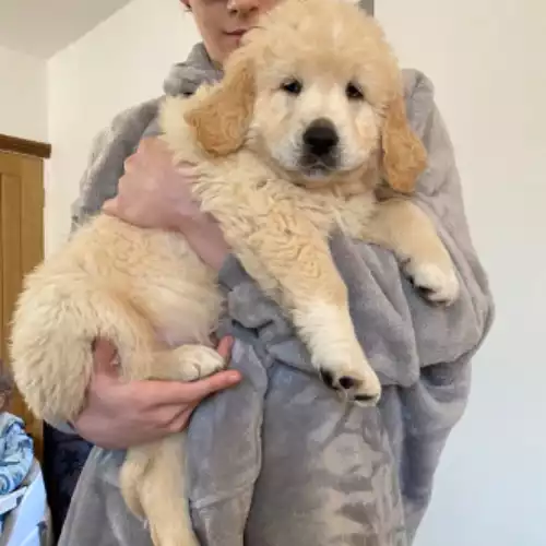 Golden Retriever Dog For Sale in Woodseaves, Staffordshire