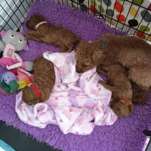 Toy Poodle Dog For Sale in Leeds, West Yorkshire, England